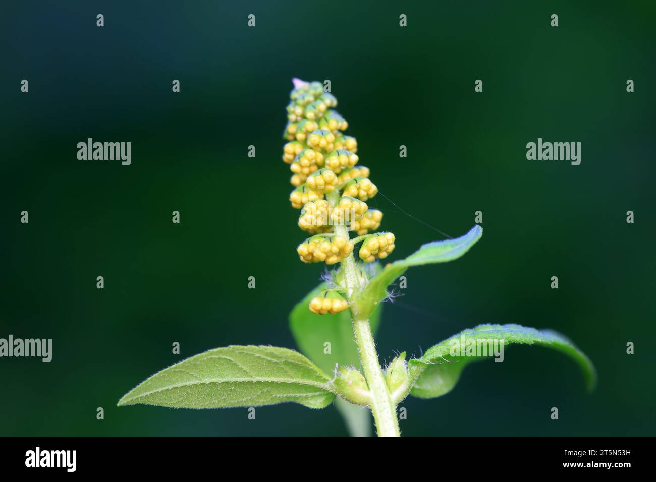 Ambrosia trifida, eine invasive Spezies, fotografiert in China Stockfoto