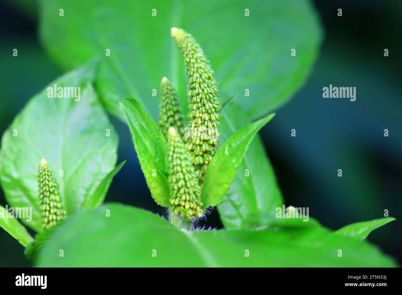 Ambrosia trifida, eine invasive Spezies, fotografiert in China Stockfoto