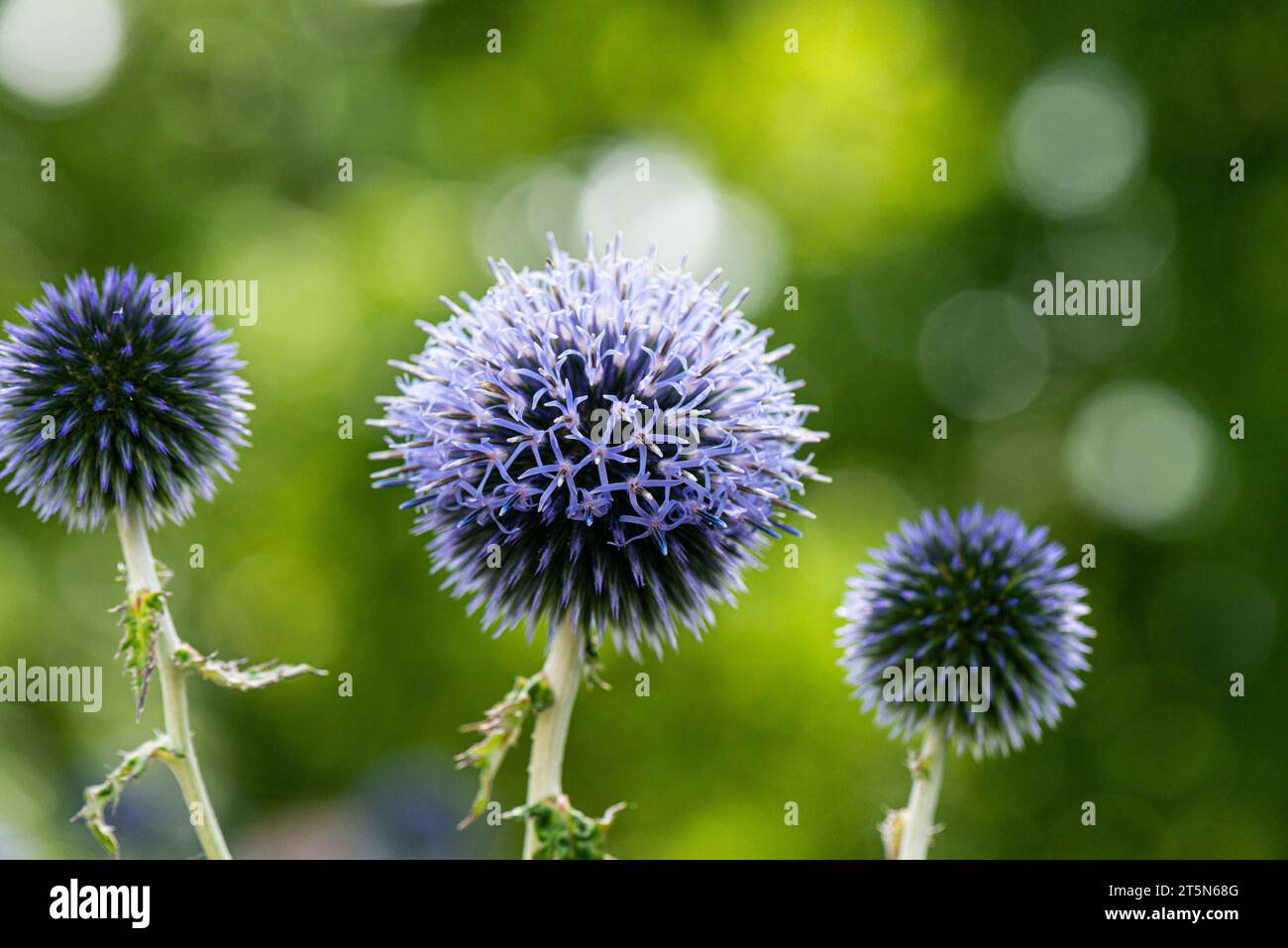 Die Blüte eines Globus Thistle (Echinops) Stockfoto