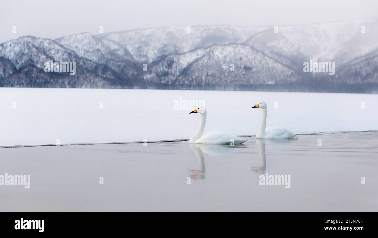 Wanderer-Schwäne (Cygnus cygnus) am See Kussharo, Kushiro Shitsugen Nationalpark, Hokkaido, Japan. Stockfoto