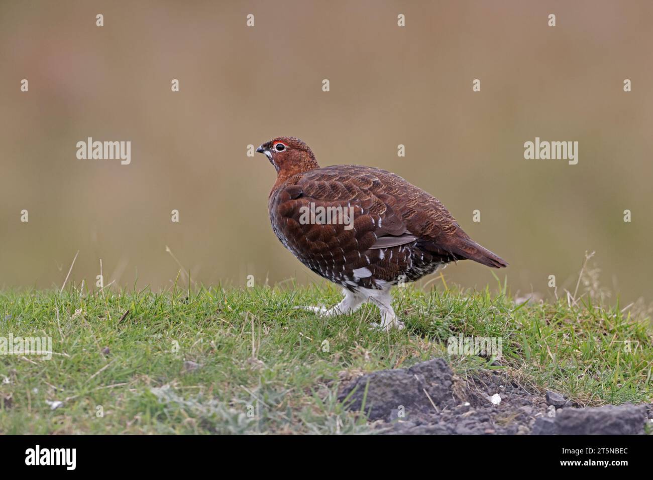 Red Grouse auf den Lammermuir Hills Schottland Stockfoto