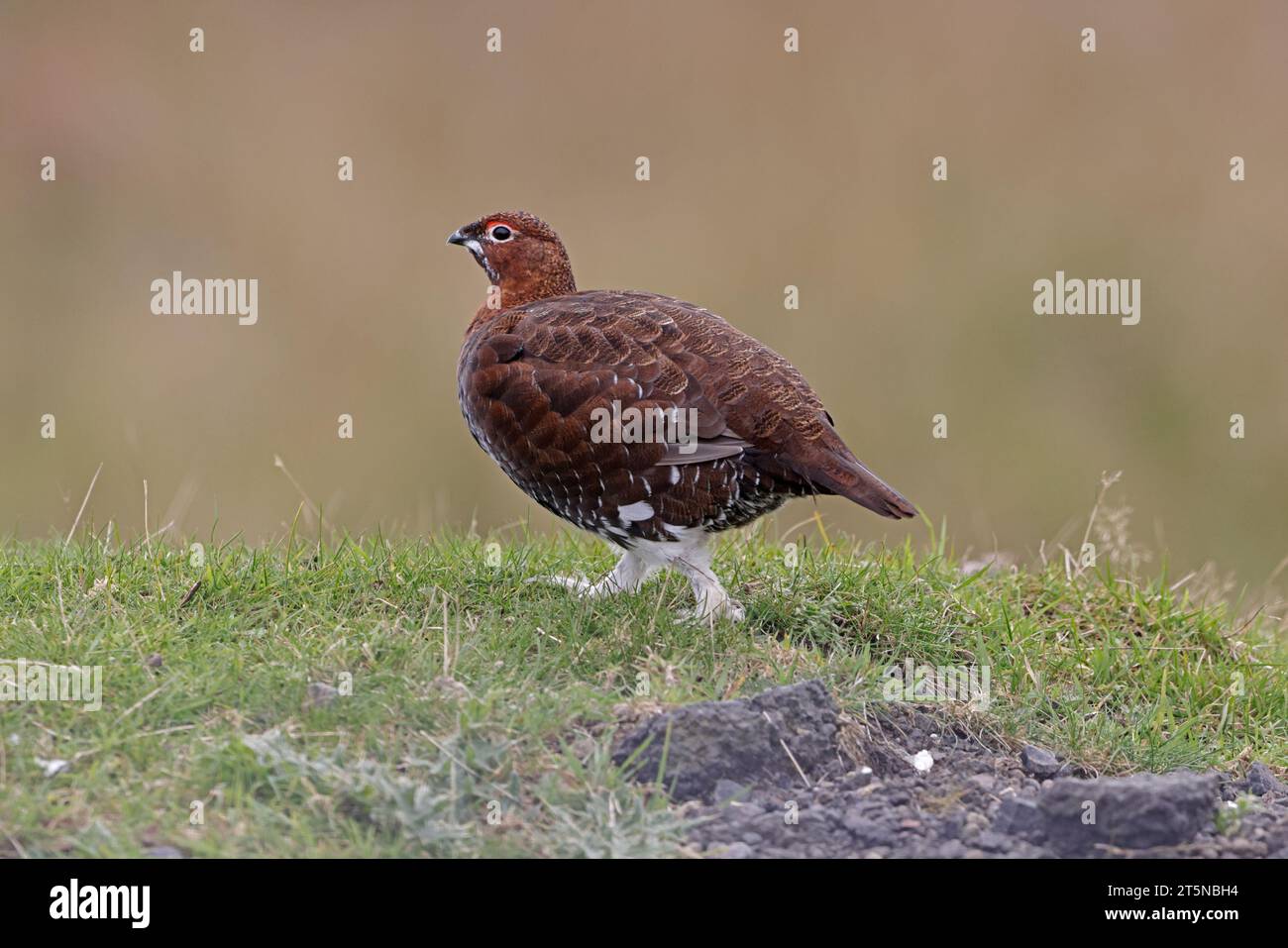 Red Grouse auf den Lammermuir Hills Schottland Stockfoto