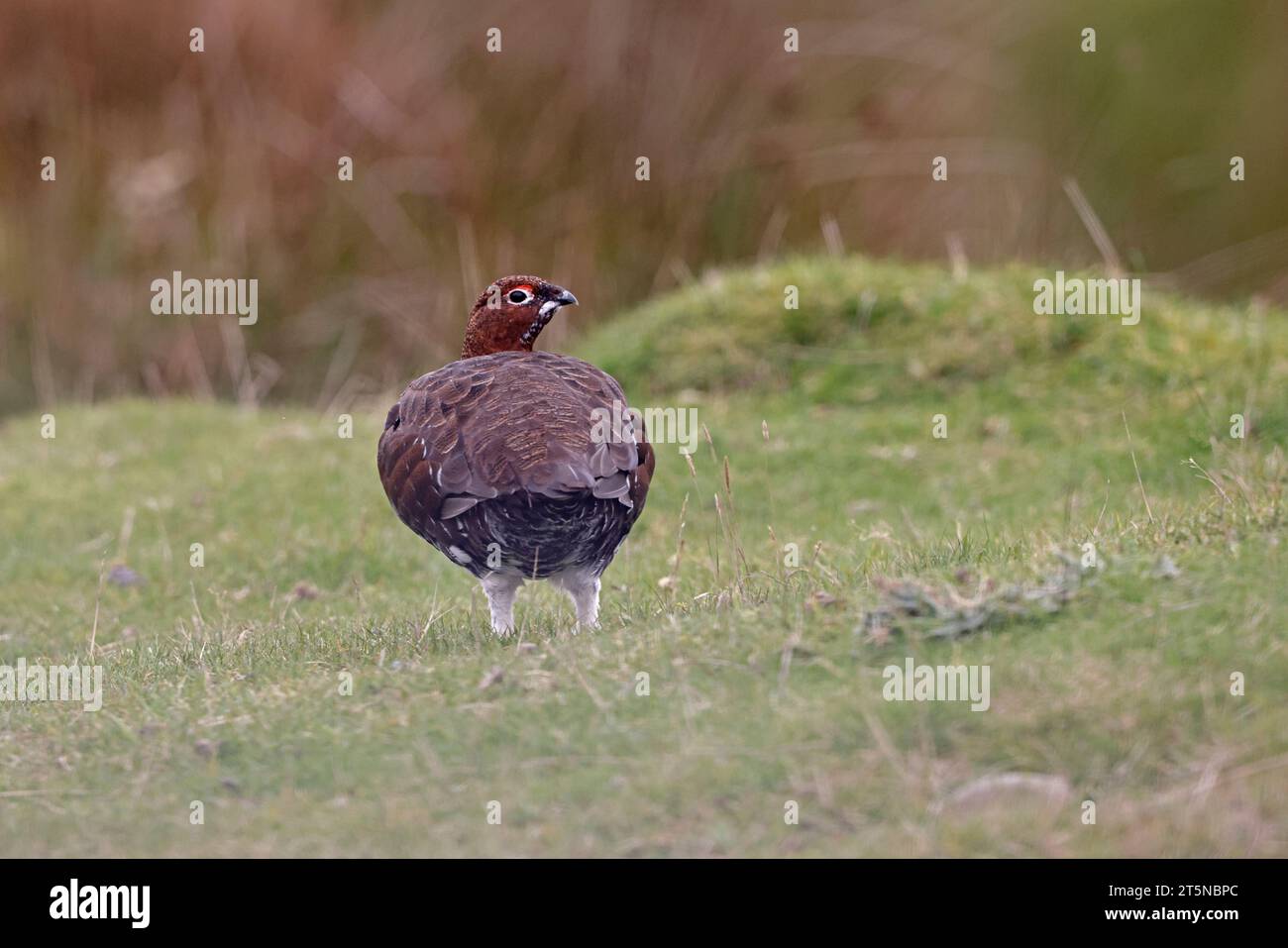 Red Grouse auf den Lammermuir Hills Schottland Stockfoto