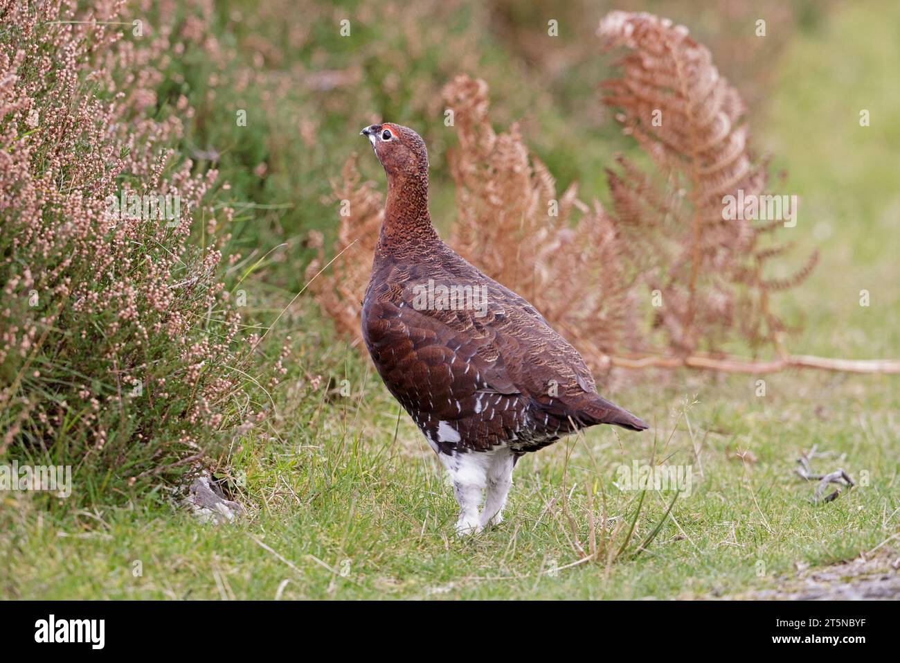 Red Grouse auf den Lammermuir Hills Schottland Stockfoto