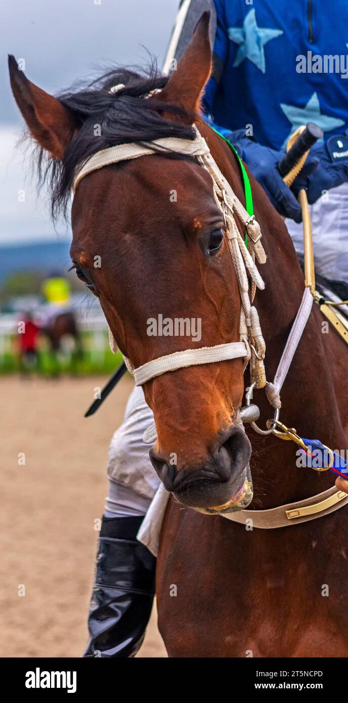 Porträt eines braunen Pferdes, nach dem Rennen. Stockfoto