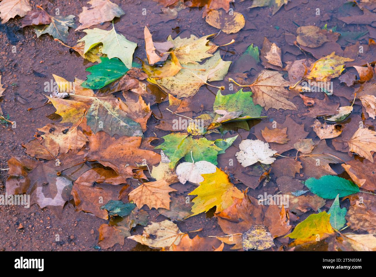 Düsseldorf 06.11.2023 Herbstlaub Herbst Herbstfarben Baum Laubbaum Laubbäume Herbstsonne Herbstwetter Herbstblätter Rutschgefahr Glätte Unfallgefahr Unfallversicherung Berufsgenossenschaft Auto Bremsweg Düsseldorf Nordrhein-Westfalen Deutschland *** Düsseldorf 06 11 2023 Herbstlaub Herbstfarben Laubbäume Laubbäume Laubbäume Herbstsonne Herbstsonne Herbstwetter Herbstwetter Herbstblätter rutschige Eis Unfallrisiko Unfallversicherung Berufsverband Autobremsstrecke Düsseldorf Nordrhein-Westfalen Deutschland Credit: Imago/Alamy Live News Stockfoto
