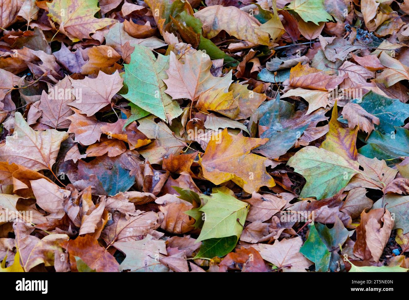 Düsseldorf 06.11.2023 Herbstlaub Herbst Herbstfarben Baum Laubbaum Laubbäume Herbstsonne Herbstwetter Herbstblätter Rutschgefahr Glätte Unfallgefahr Unfallversicherung Berufsgenossenschaft Auto Bremsweg Düsseldorf Nordrhein-Westfalen Deutschland *** Düsseldorf 06 11 2023 Herbstlaub Herbstfarben Laubbäume Laubbäume Laubbäume Herbstsonne Herbstsonne Herbstwetter Herbstwetter Herbstblätter rutschige Eis Unfallrisiko Unfallversicherung Berufsverband Autobremsstrecke Düsseldorf Nordrhein-Westfalen Deutschland Credit: Imago/Alamy Live News Stockfoto