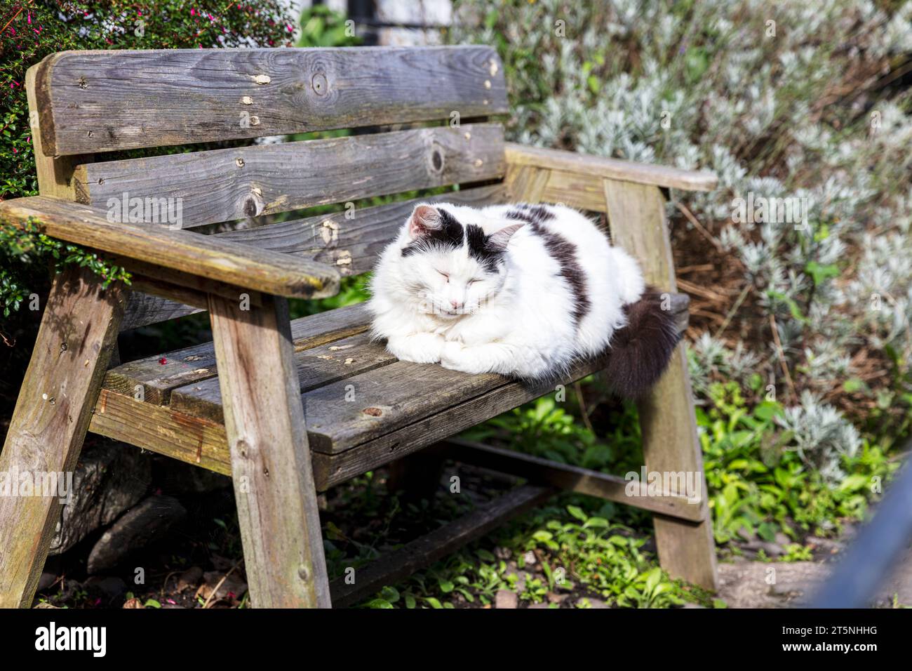 Niedliche Katze, Katze, Kätzchen, schwarz-weiße Katze, schläfrige Katze, schlafende Katze, Katze, Katze auf der Bank, Sleeping, Catnap, Clovelly, Devon, UK, England, Stockfoto