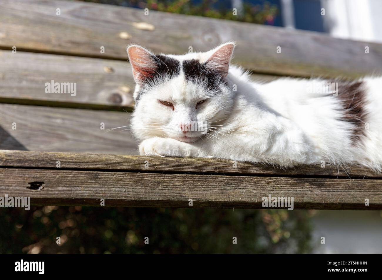 Niedliche Katze, Katze, Kätzchen, schwarz-weiße Katze, schläfrige Katze, schlafende Katze, Katze, Katze auf der Bank, Sleeping, Catnap, Clovelly, Devon, UK, England, Stockfoto