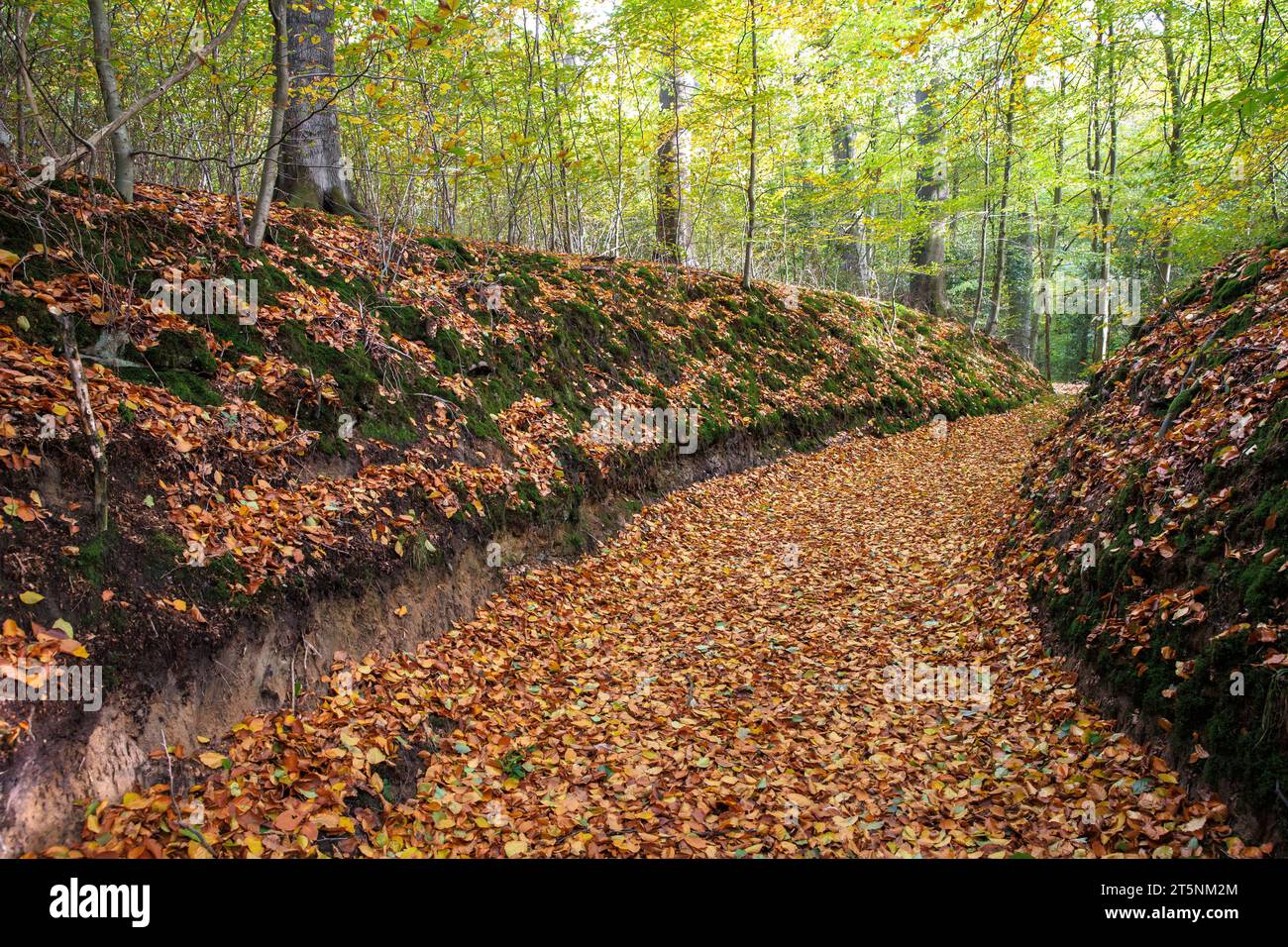 Ein Hohlweg im Wald am Ruhrhoehenweg in der Ardey bei Wetter an der Ruhr, Nordrhein-Westfalen. Hohlweg i Stockfoto