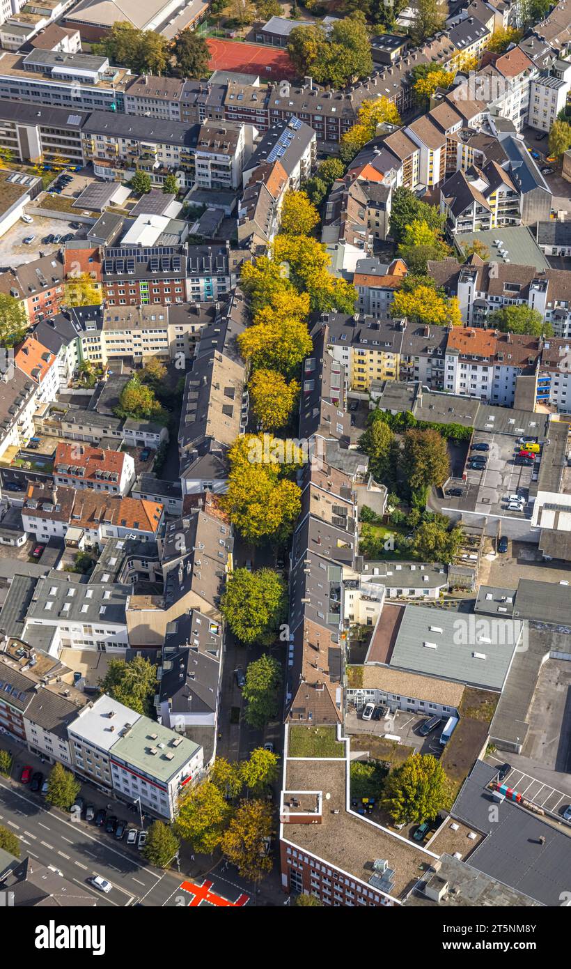 Luftaufnahme, herbstliche Bäume im Wohngebiet Gutenbergstraße, Stadt, Dortmund, Ruhrgebiet, Nordrhein-Westfalen, Deutschland, bunte Bäume, Bäume Stockfoto