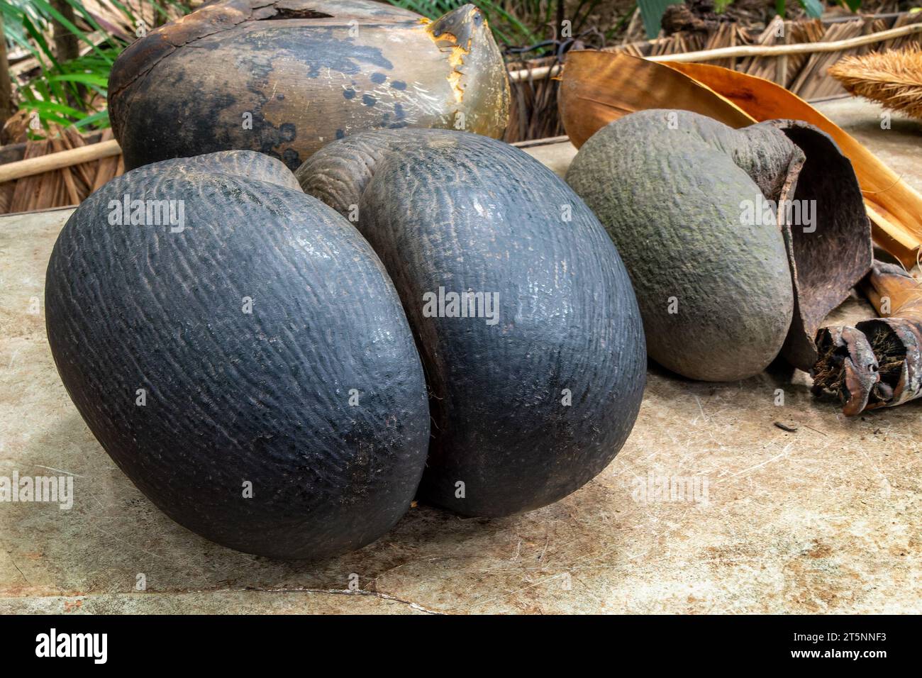 Frucht des Coco de Mer, auch Love Coconut, Coco-fesse, Vallée de Mai, Seychellen genannt Stockfoto