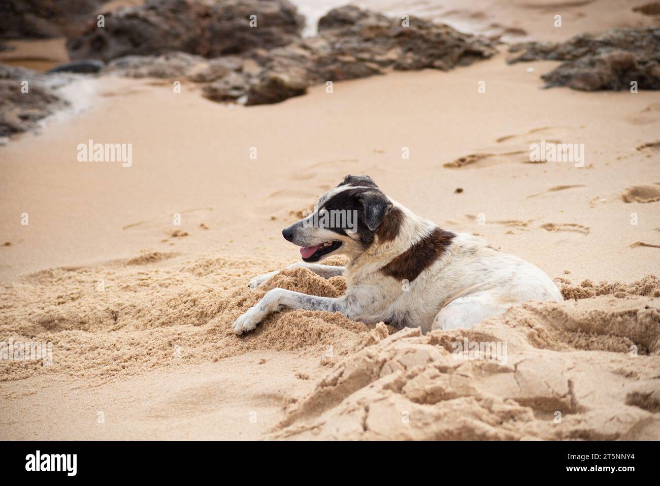 Der Hund sitzt auf dem Sandstrand. Niedliches Haustier Stockfoto