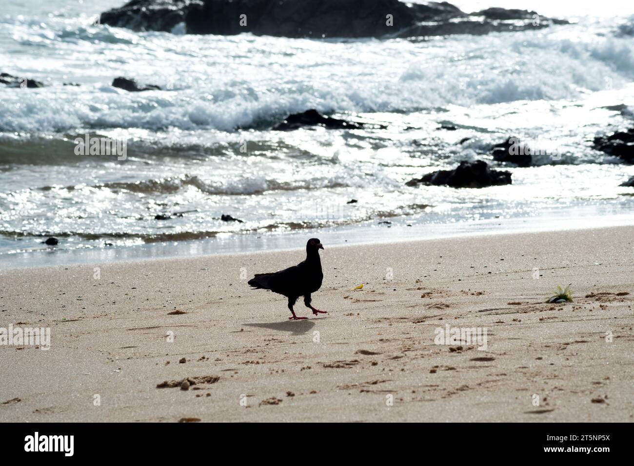 Silhouette einer Taube, die im Strandsand nach Nahrung sucht. Tierleben. Stockfoto