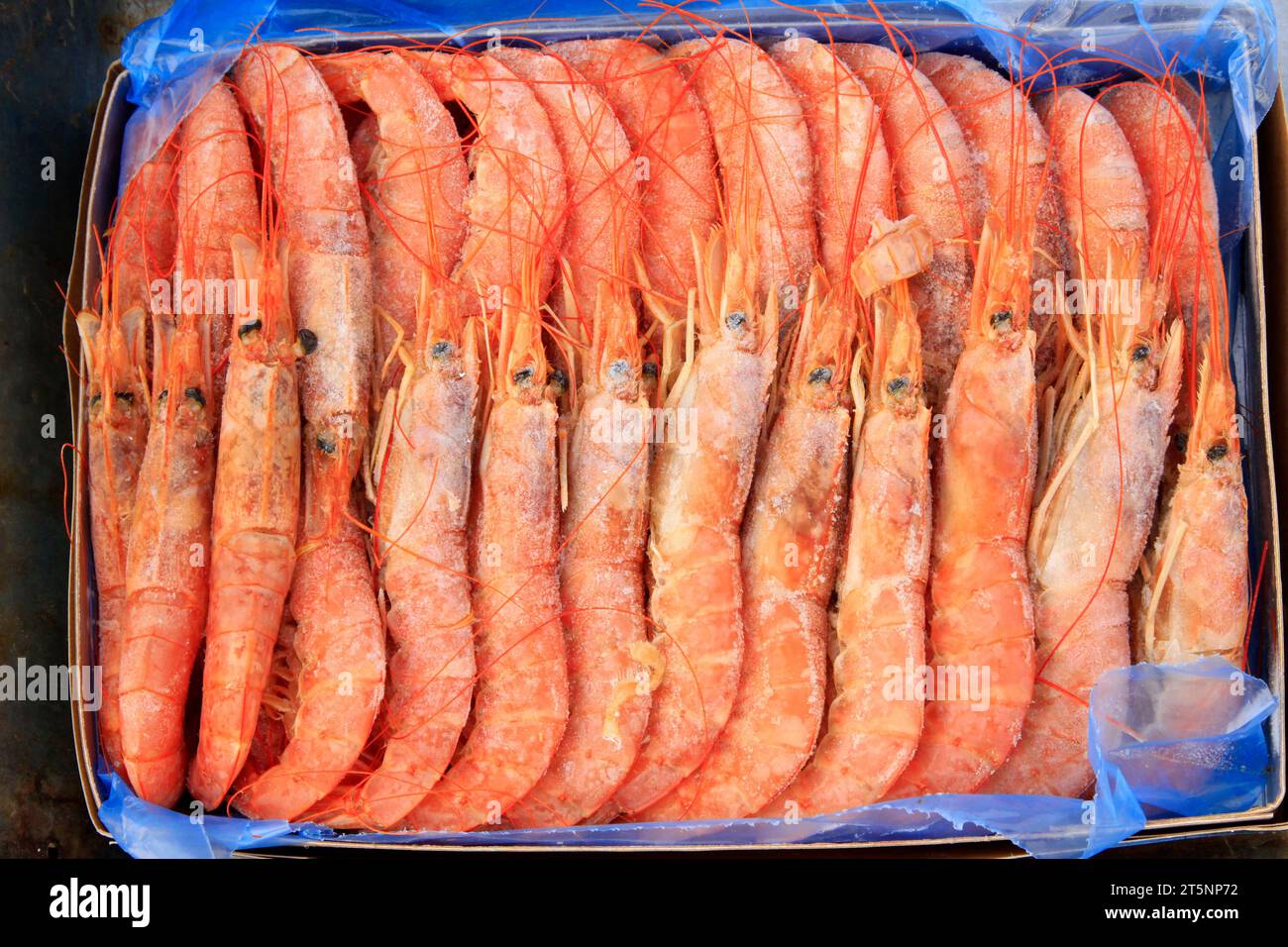 Gefrorene Garnelen auf einem Markt, Nahaufnahme des Fotos Stockfoto