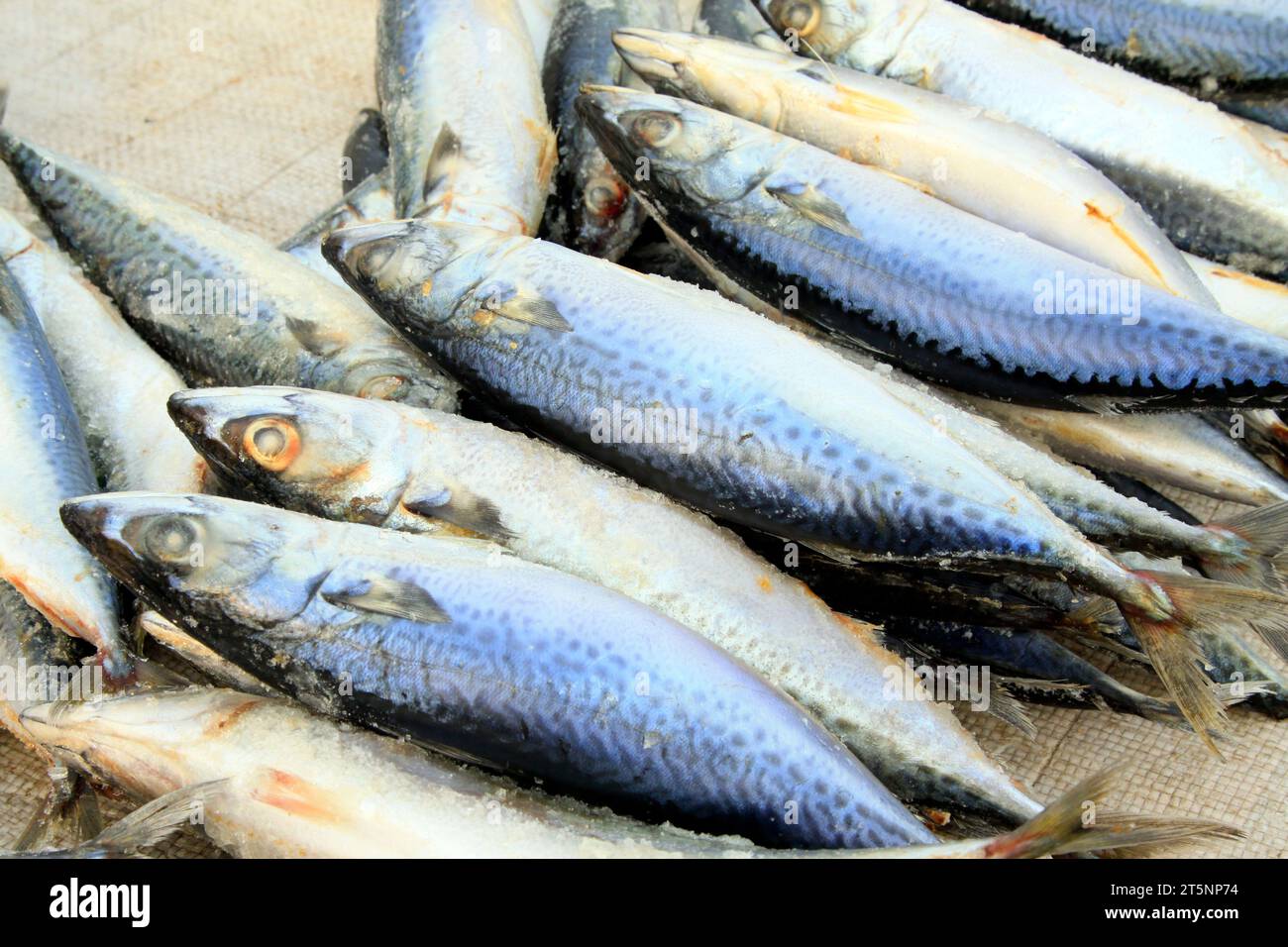 Gefrorene spanische Makrele auf einem Markt, Nahaufnahme des Fotos Stockfoto