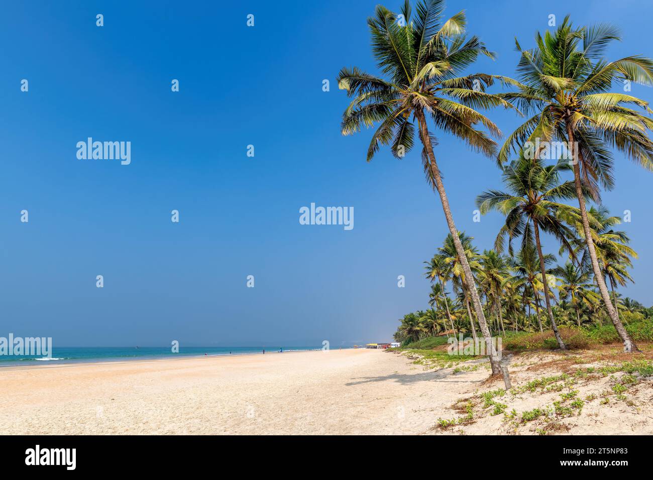 Tropischer Strand mit Kokospalmen und blauem Meer unter blauem Himmel in Goa, Indien. Stockfoto
