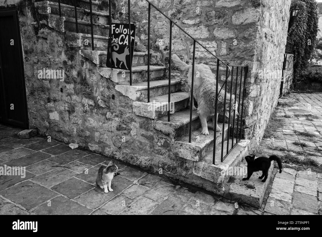 Eine Katze, die sich an einem Hund hackt, Budva Old Town, Montenegro Stockfoto