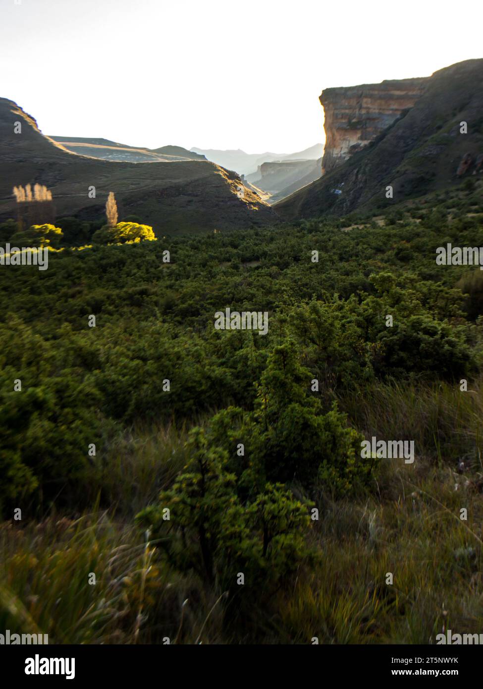 Blick über ein geschütztes Tal mit den fernen Bergen und Sandsteinklippen des Drakensbergs im Hintergrund Stockfoto