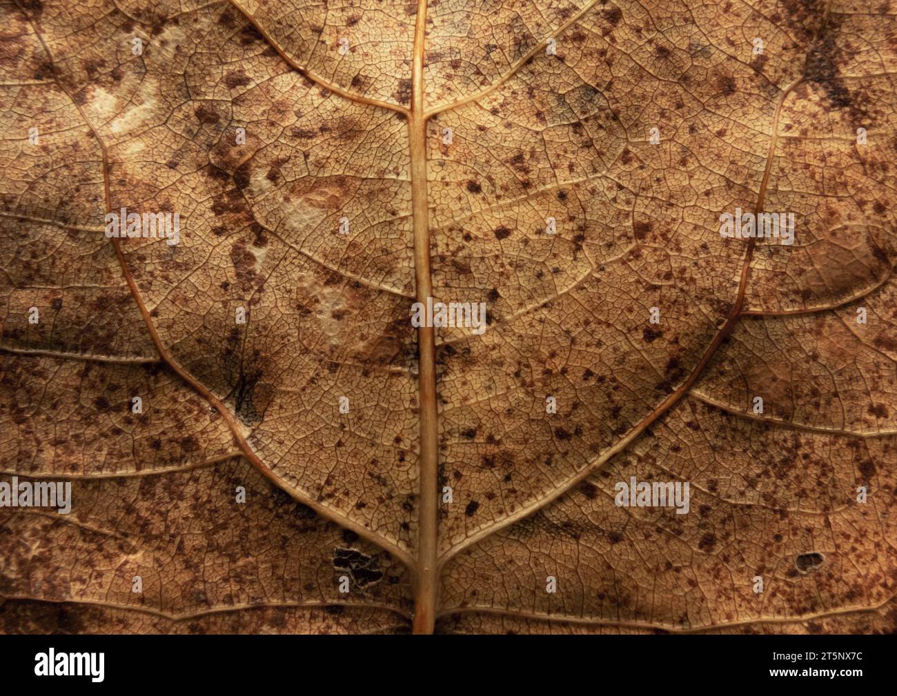 Herbstlich trockenes, braun fallendes Pappelblatt mit Adern und Löchern in der Nähe. Herbst Hintergrund. Stockfoto