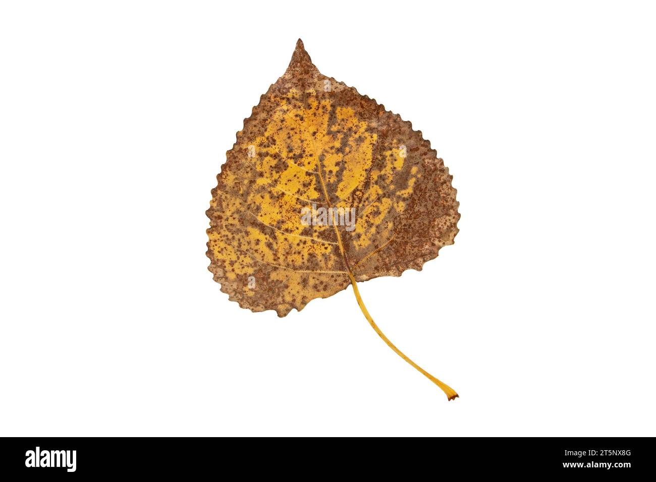 Herbstlich trockenes, braun gepunktetes Pappelblatt mit Adern auf weißem Hintergrund. Herbstgelbes Laub. Stockfoto