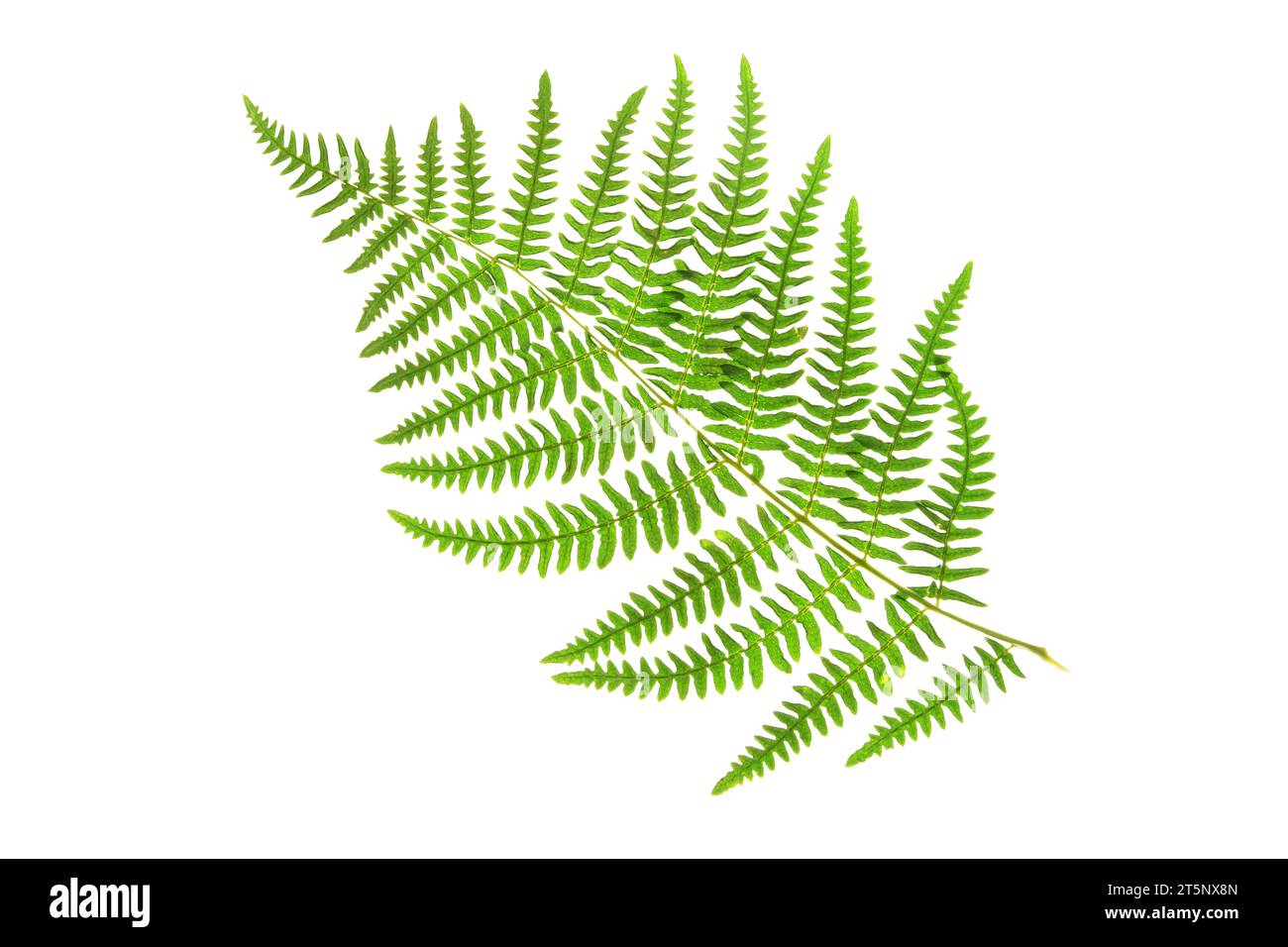 Bracken- oder Adlerfarn-grüne Fronde isoliert auf weißem Hintergrund. Pteridium aquilinum Pflanze. Stockfoto