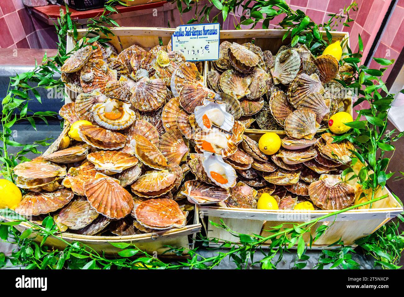 Coquilles Saint Jacques - Jakobsmuscheln - im La Mascotte Seafood Shop in Montmartre, Paris 18, Frankreich. Stockfoto