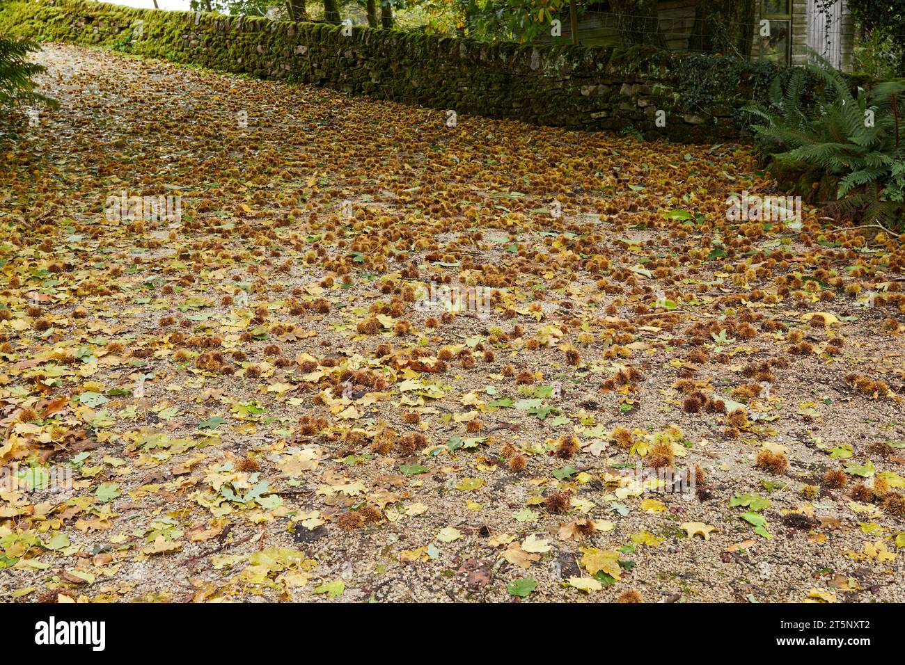 Auf einer Auffahrt in den North Yorkshire Dales, ein Teppich aus Reifen, süßen Kastanien, die vom Sturm Babet niedergeblasen wurden. England, Großbritannien Stockfoto