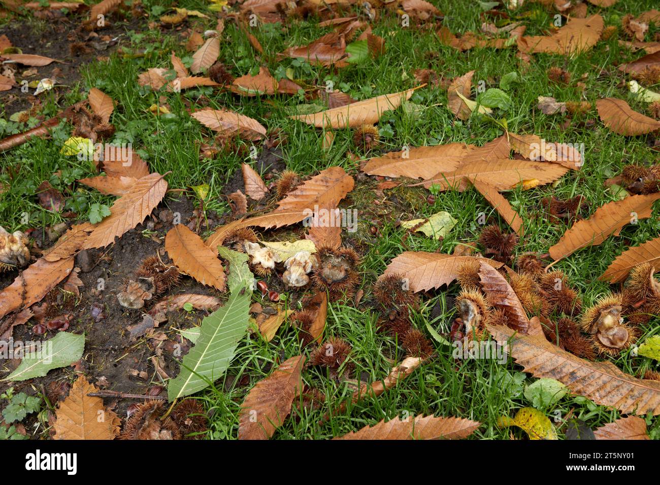 Auf einer Auffahrt in den North Yorkshire Dales, ein Teppich aus Reifen, süßen Kastanien, die vom Sturm Babet niedergeblasen wurden. England, Großbritannien Stockfoto