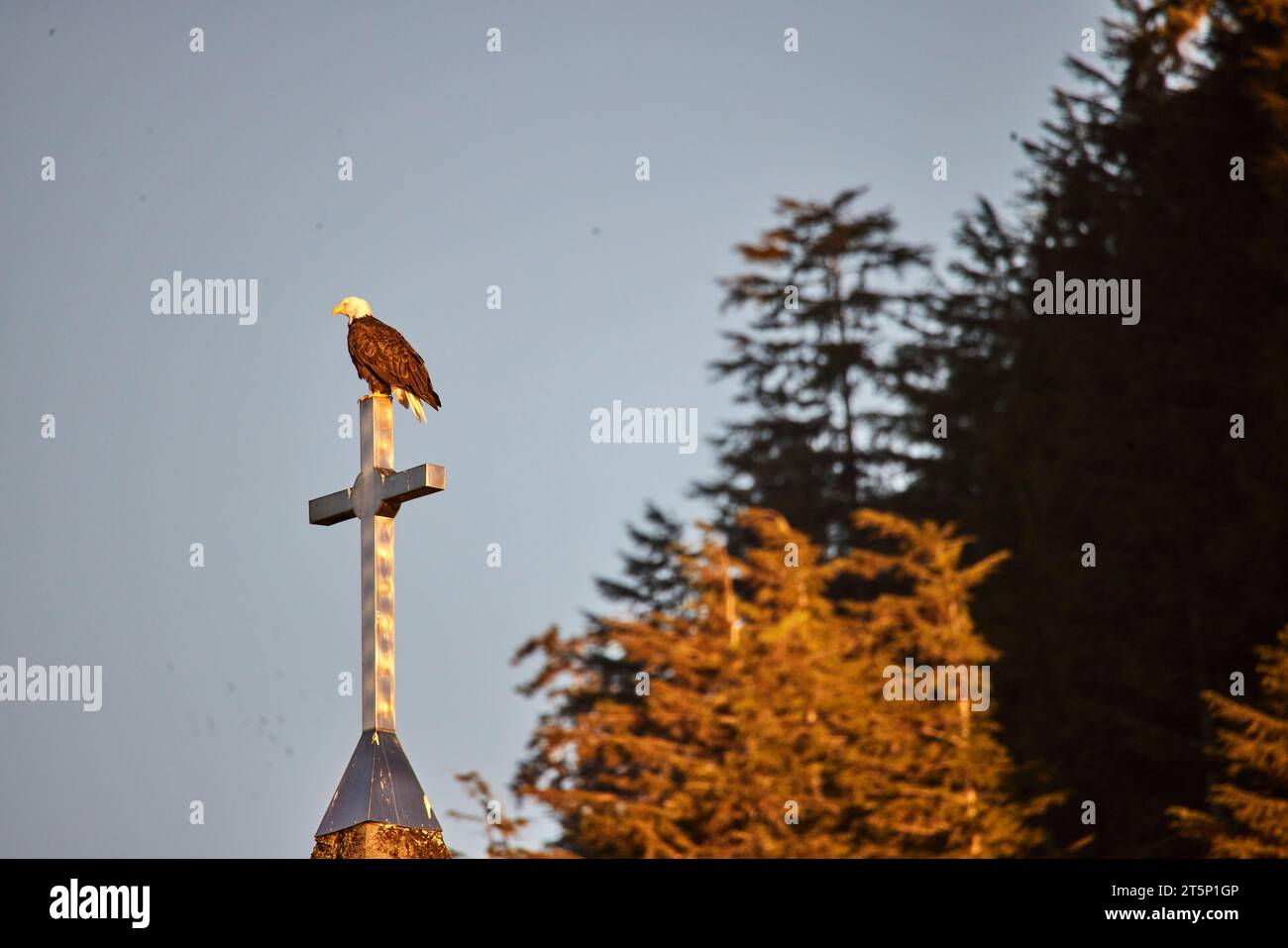 Alaska Ketchikan, bld Adler am Kreuz der First Lutherischen Kirche Stockfoto