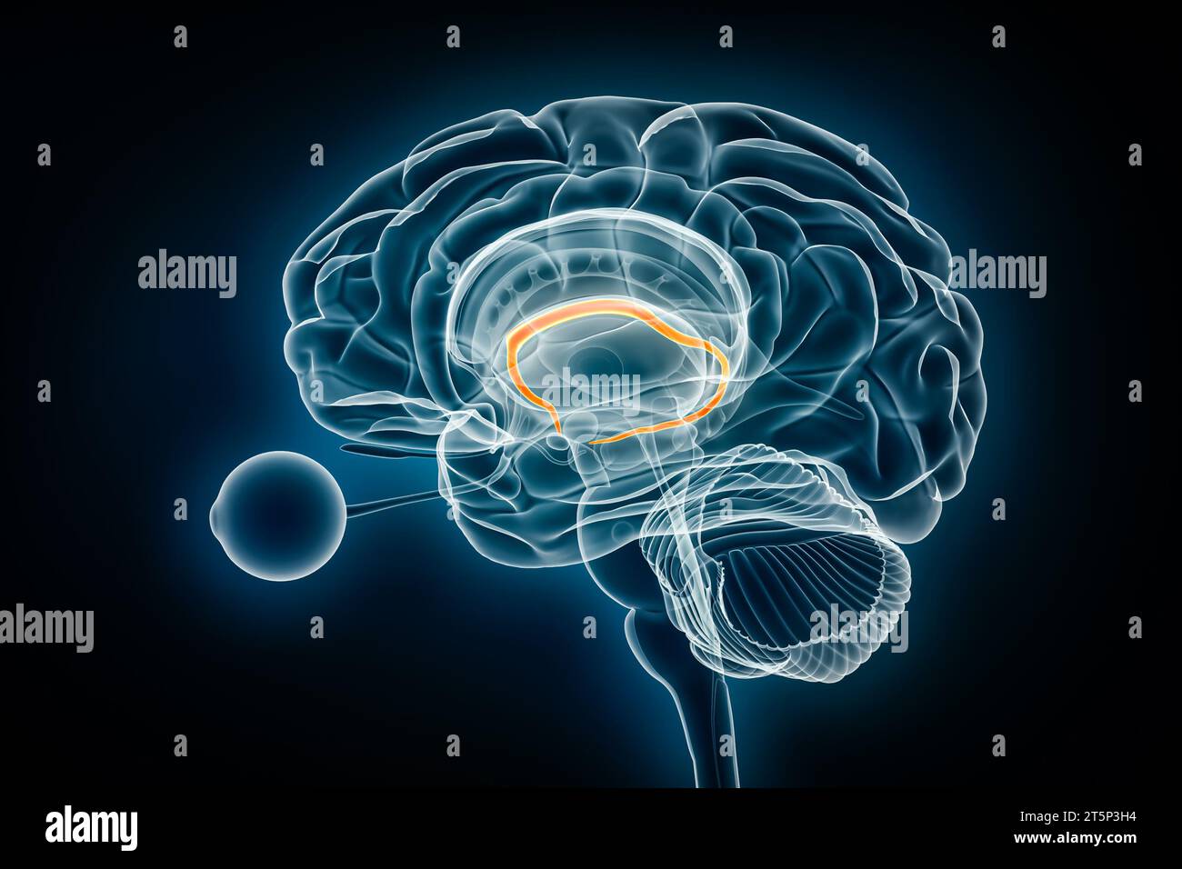 Fornix-Profil-Röntgenansicht 3D-Rendering-Illustration. Menschliches Gehirn und limbisches System Anatomie, Medizin, Gesundheitswesen, Biologie, Wissenschaft, Neurowissenschaft, Neuro Stockfoto