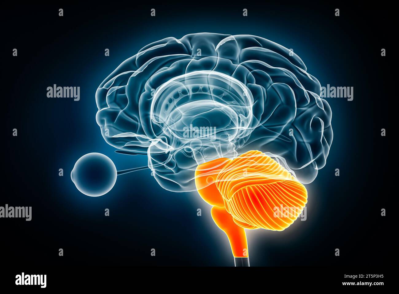 Hindbrain- oder rhombencephalon-Röntgenansicht 3D-Rendering-Illustration. Anatomie des menschlichen Gehirns und des Nervensystems, Medizin, Gesundheitswesen, Biologie, Wissenschaft, Neur Stockfoto