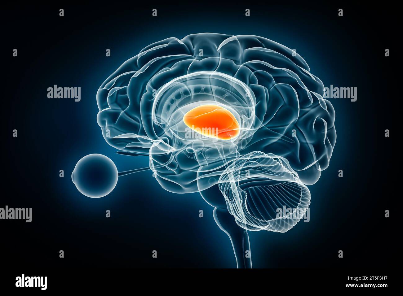 Thalamus-Profil-Röntgenansicht 3D-Rendering-Illustration. Anatomie des menschlichen Gehirns und des Nervensystems, Medizin, Gesundheitswesen, Biologie, Wissenschaft, Neurowissenschaft, ne Stockfoto