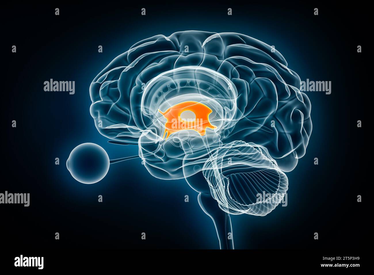 3D-Darstellung des Profils des dritten Hirnventrikels. Menschliches Gehirn und Ventrikelsystem Anatomie, Medizin, Gesundheitswesen, Biologie, Scien Stockfoto