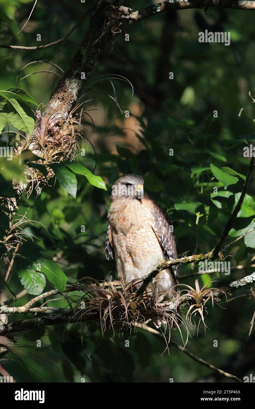 Rotschulternder Hawk, Buteo lineatus, Florida Subspecies, Corkscrew Swamp, Florida Stockfoto
