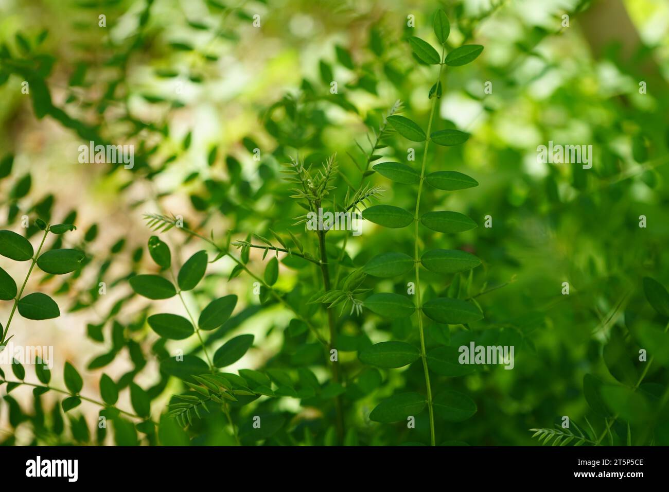 Lakritze, Lakritze oder Süßholz (Glycyrrhiza glabra) Stockfoto