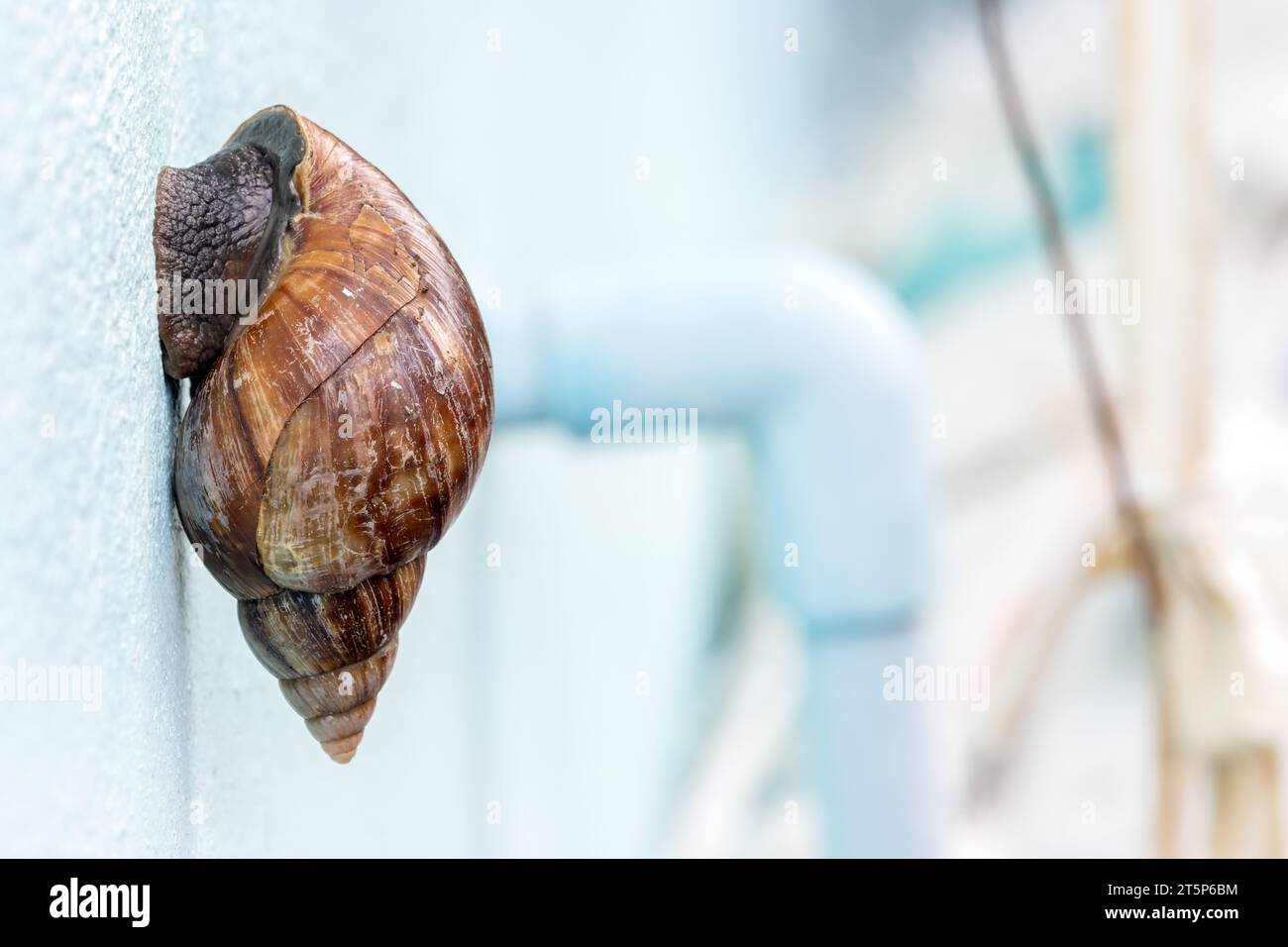 Eine große Schnecke klettert über die Fassade des Hauses Stockfoto