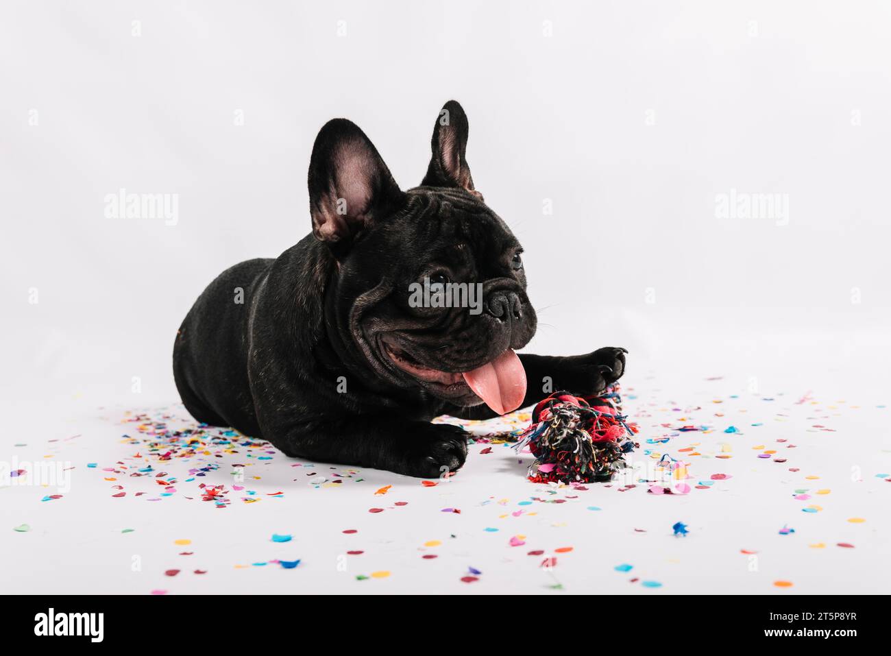 Schöne Bulldogge posiert mit Partyelementen 2 Stockfoto