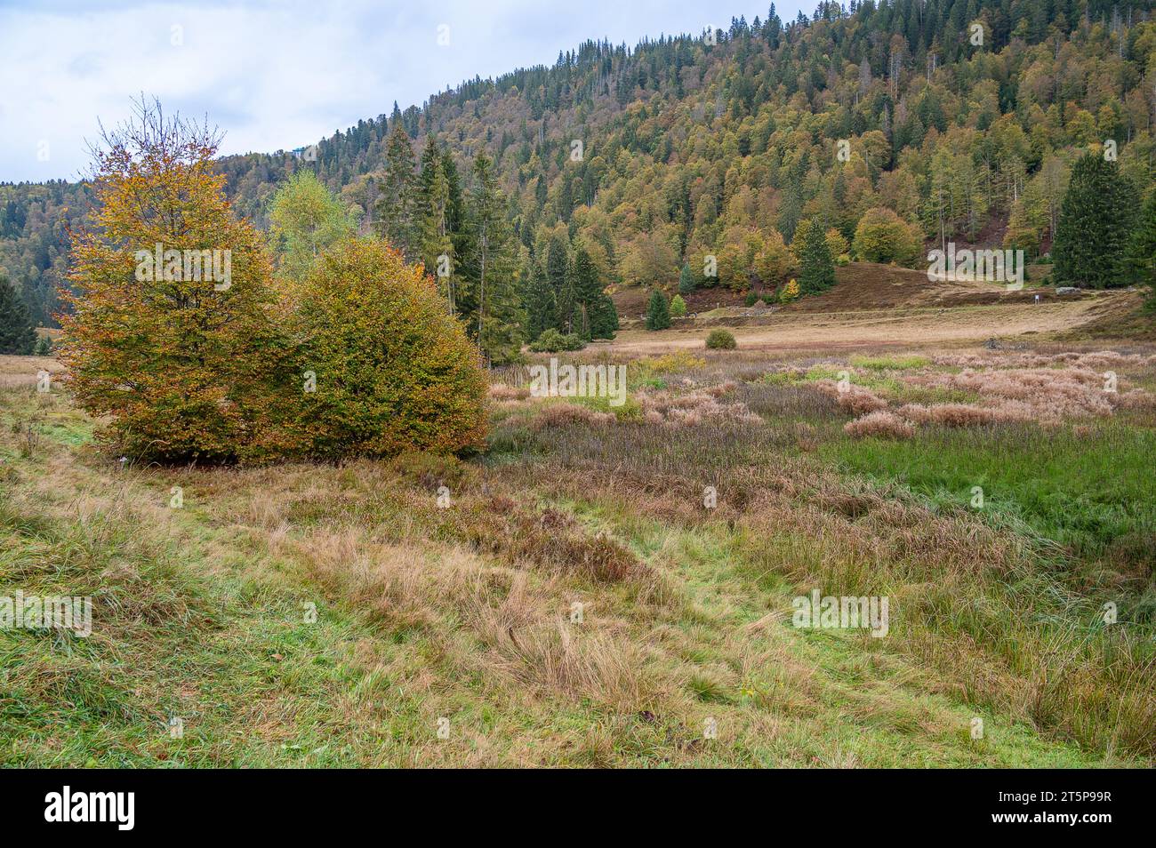 In der Nähe von menzenschwand befindet sich ein wunderschönes Wandergebiet im Schwarzwald Stockfoto