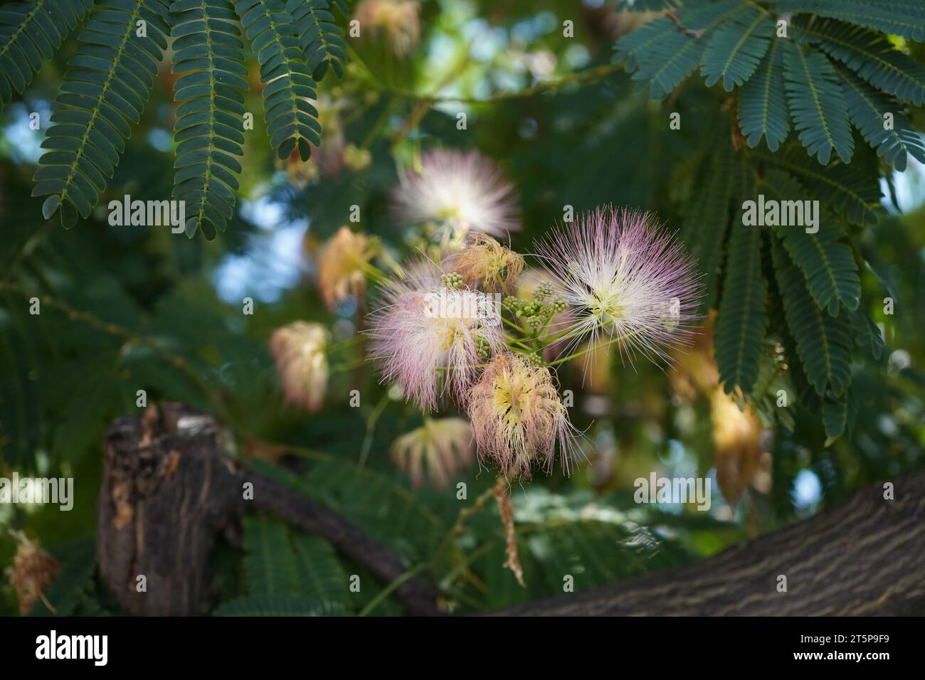 Der persische Seidenbaum, rosa Seidenbaum oder Mimosabaum (Albizia julibrissin) Stockfoto