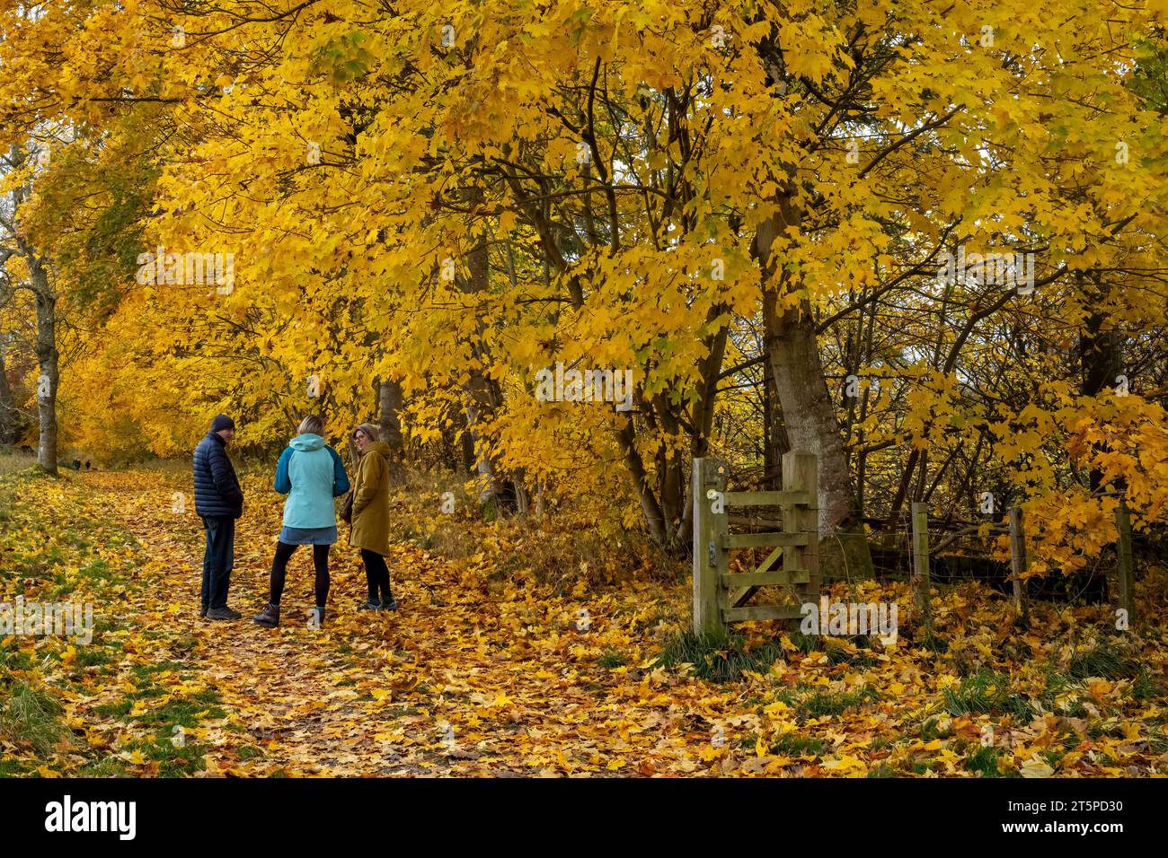 Halten Sie an, um mit herbstlichen Blättern zu reden, Lowther Estate, Penrith, Cumbria, Großbritannien Stockfoto