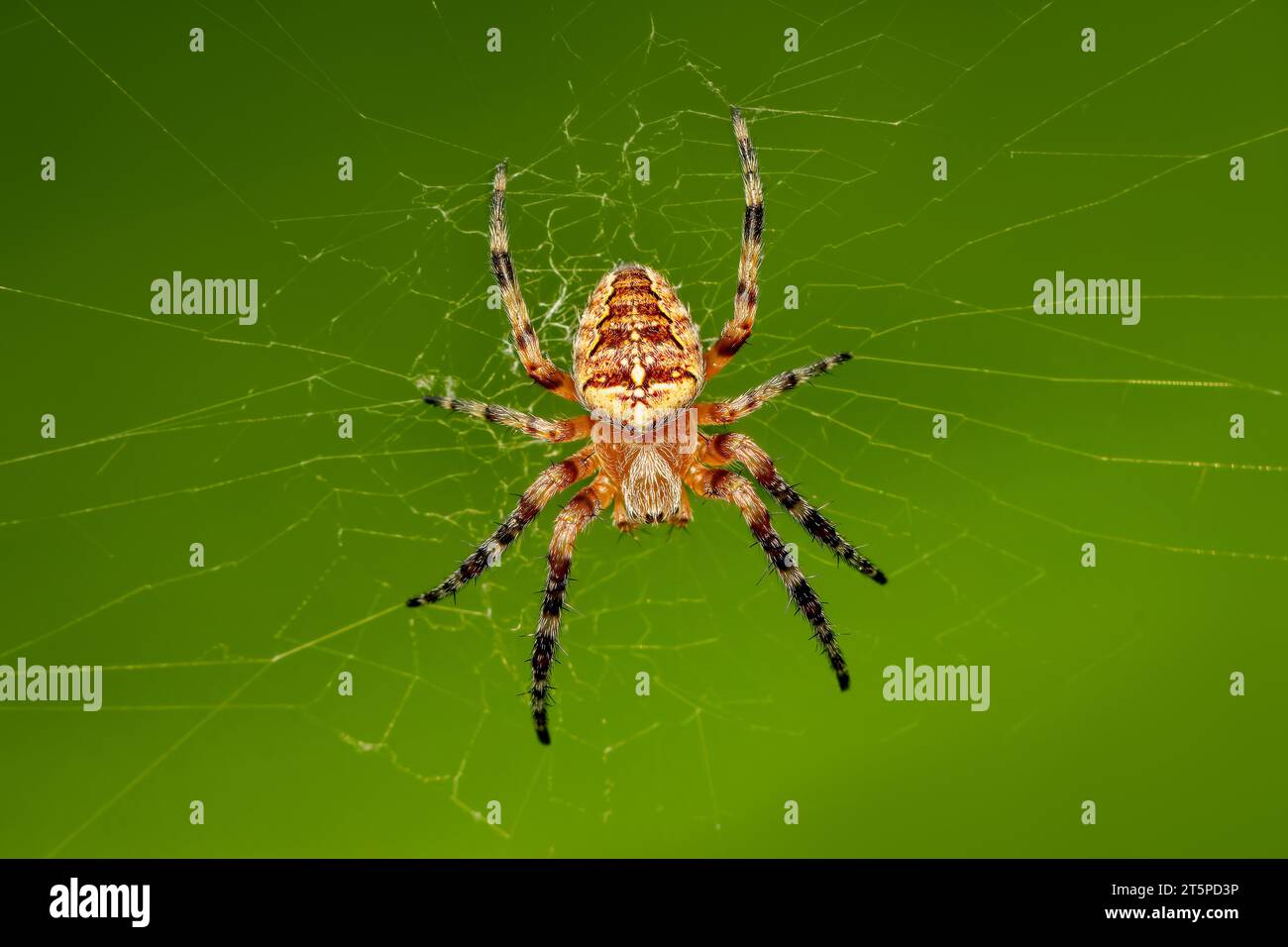 Kreuzende Orbweaver-Spinne, die auf ihre nächste Beute wartet, die im Netz mit verschwommenem Hintergrund und Kopierraum gefangen wird Stockfoto