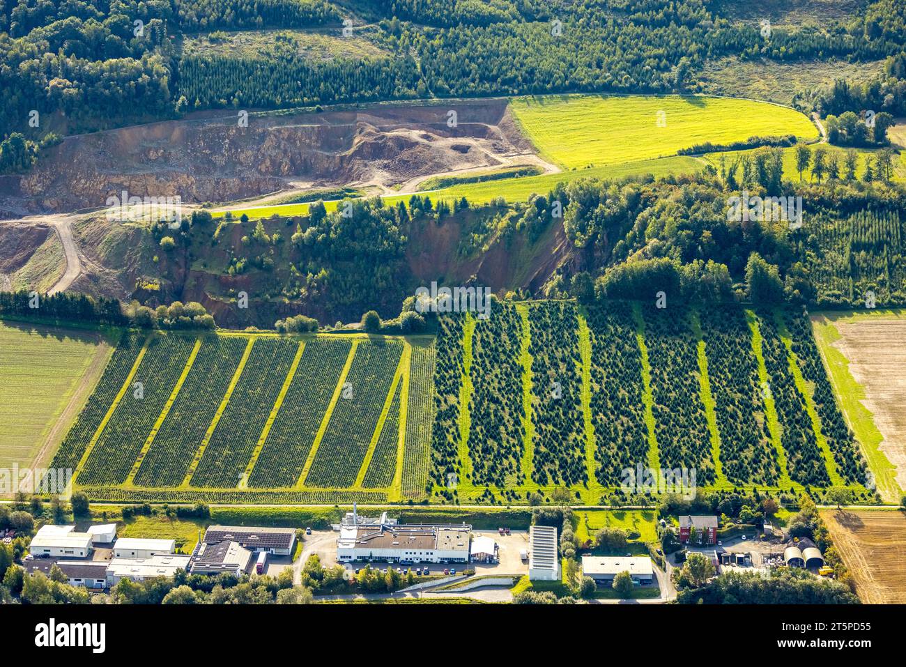 Aus der Vogelperspektive, Weihnachtsbaumplantage, Formen und Farben, Westenfeld, Sundern, Sauerland, Nordrhein-Westfalen, Deutschland, Anbau, Weihnachten Tre Stockfoto