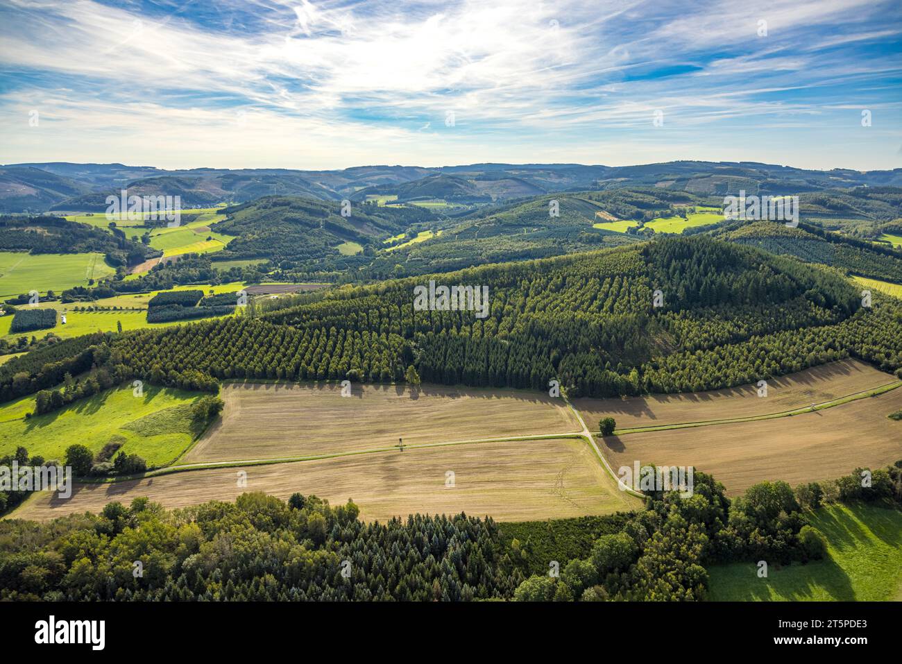 Luftaufnahme, Naturpark Wacholder Gräfenberg, Baum an einer Kreuzung, Formen und Farben, Sundern, Sauerland, Nordrhein-Westfalen, Deutschland, Avenue o Stockfoto
