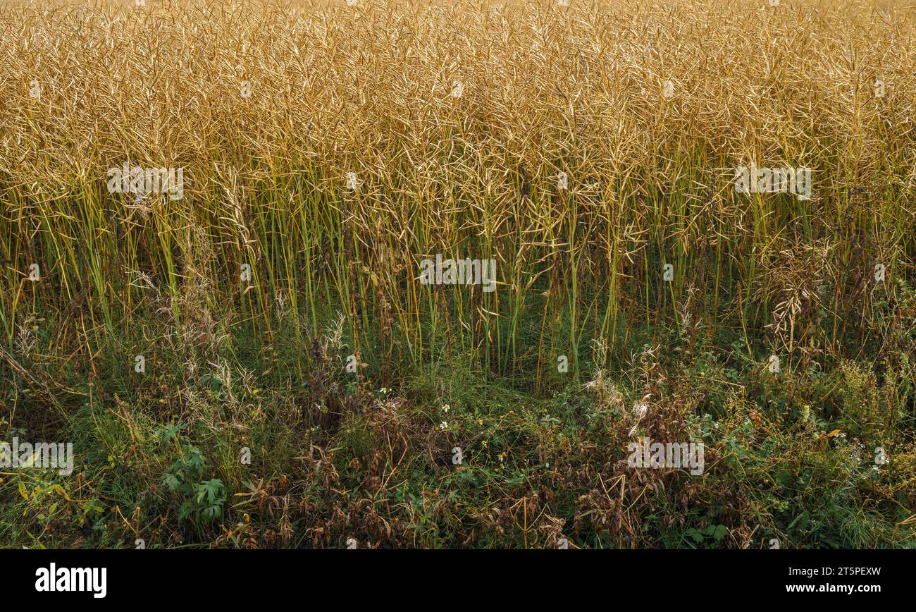Rapsfeld in Finnland, Nahaufnahme. Stockfoto