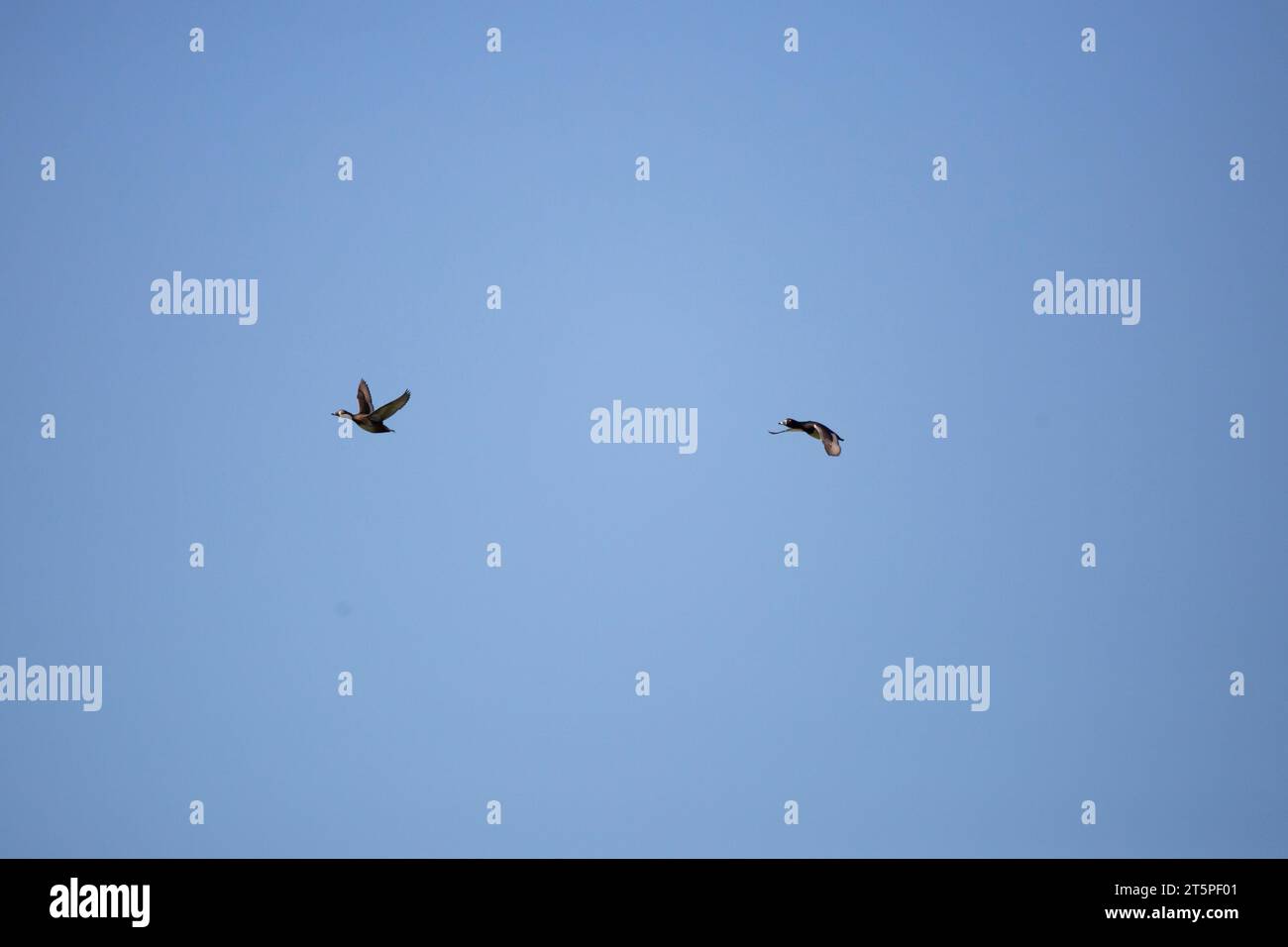 Ein Paar Enten (Aythya collaris) -- ein Männchen und ein Weibchen -- fliegen durch den tiefblauen Himmel Stockfoto