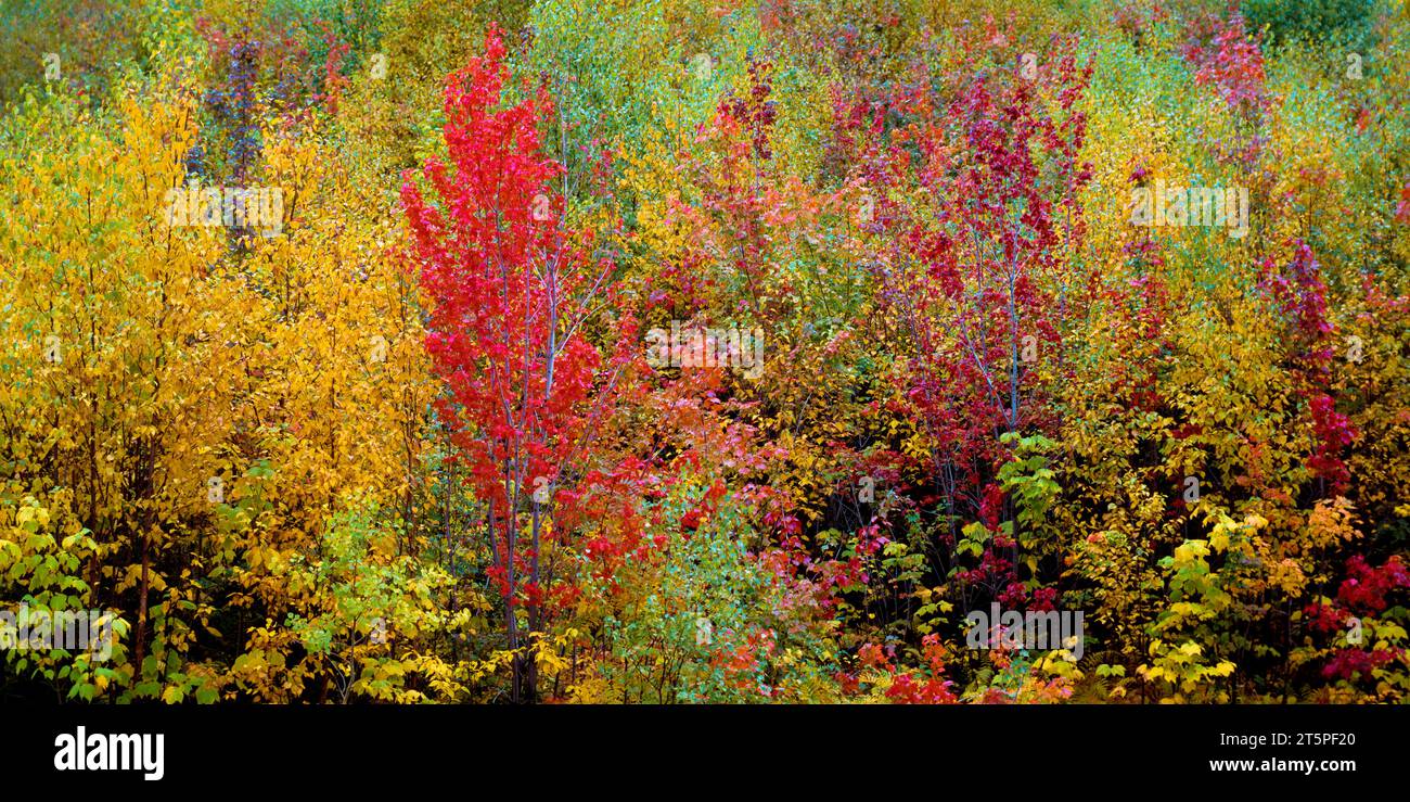 Herbstfarbe Northeastern Kingdom VT Stockfoto