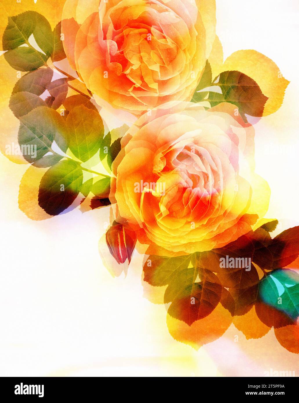 ZEITGENÖSSISCHE KUNST: Königin Elizabeth Roses (lat: rosa floribunda), geeignet für Grußkarten-Design Stockfoto
