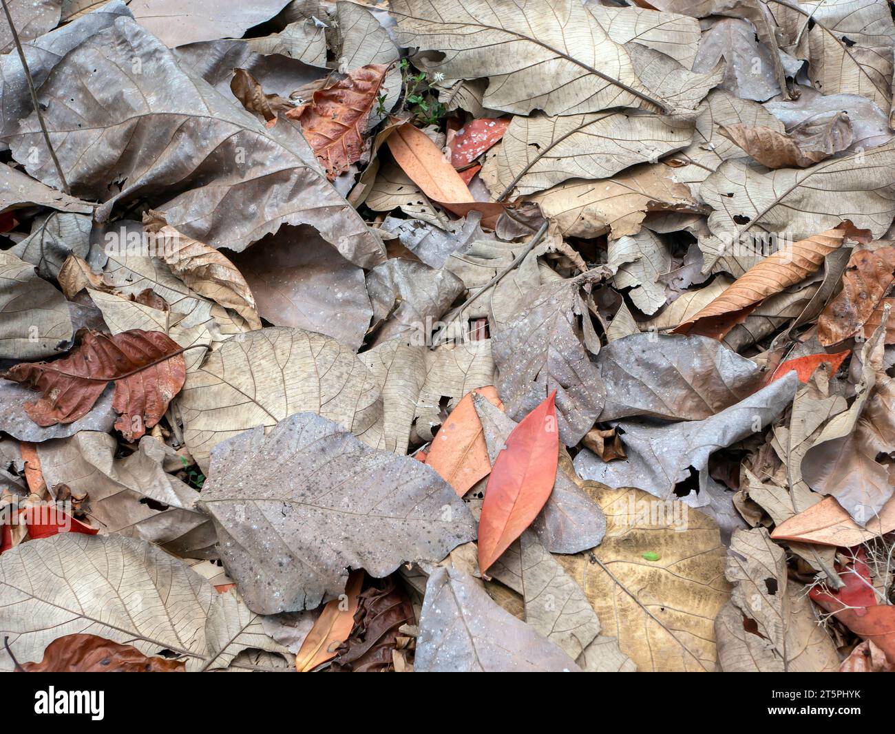 Trockene Teakholzblätter auf dem Waldboden für natürlichen Hintergrund. Stockfoto