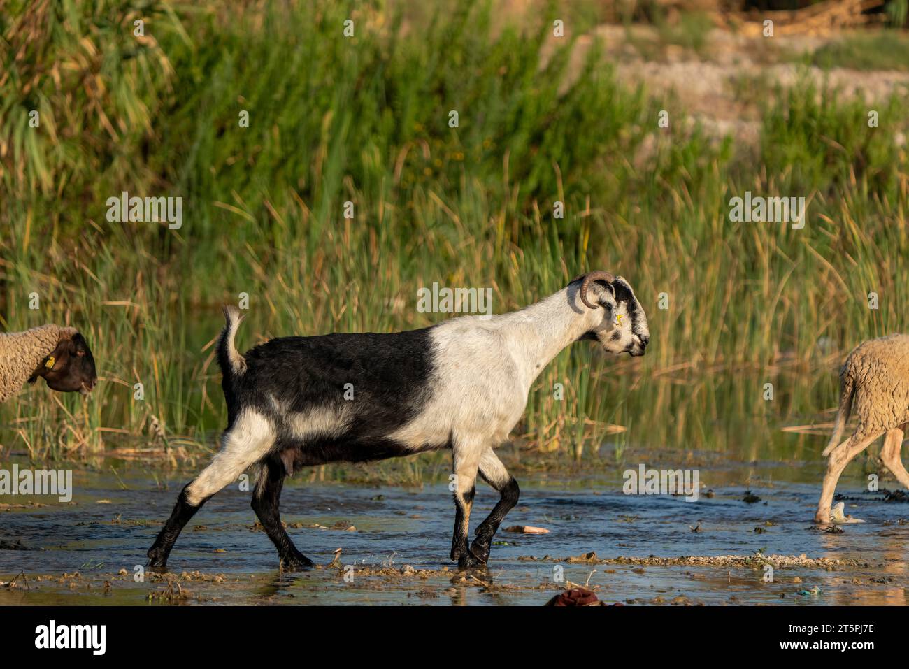 Ziegen, die am Bach grasen. Schafe und Ziegen laufen im Wasser in der Türkei Stockfoto